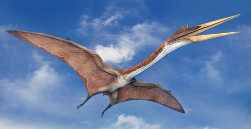 Pterodactylus