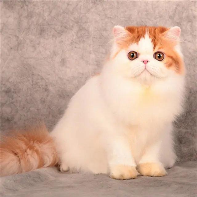 Persian cat