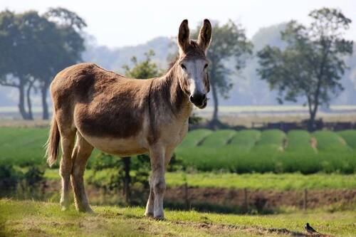 Equus africanus asinus