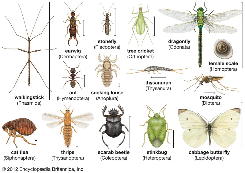 Are Bugs Animals? Exploring the Animal Kingdom and the Insect World