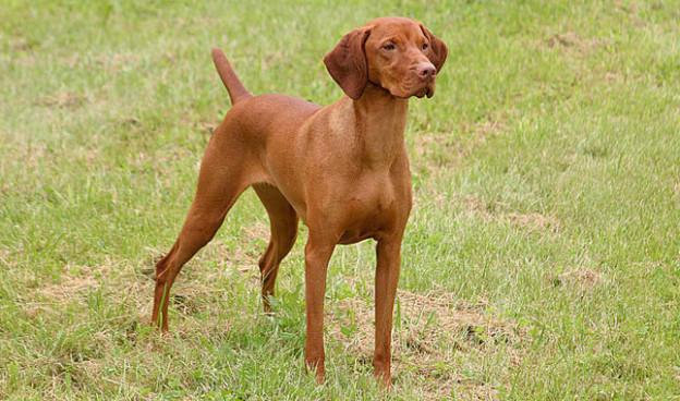 vizsla