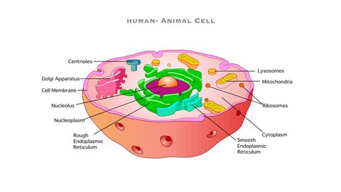 Do Animal Cells Have Cell Walls?