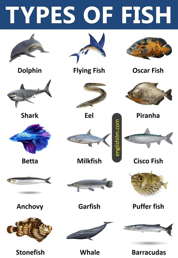 Are Fish Animals? Exploring the Classification and Importance of Fish