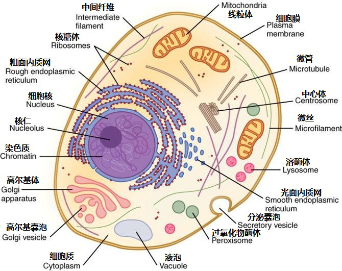 Do animal cells have ribosomes?