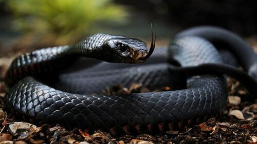 What are the natural enemies of snakes?