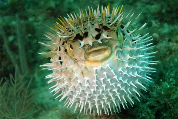 most venomous and dangerous marine life