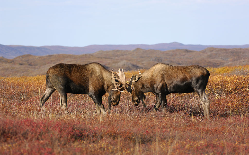 What animals live in the tundra? Discover the biodiversity of the tundra ecosystem