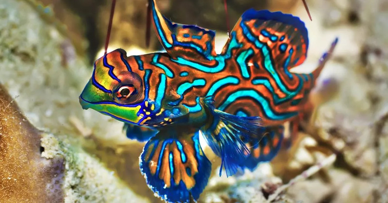 Top 10 most bizarre ornamental fish