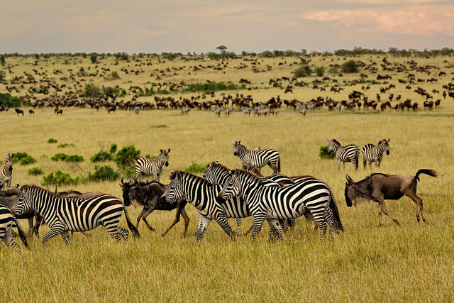 Biomes with tall grasses and herbivores: Exploring grassland ecosystems