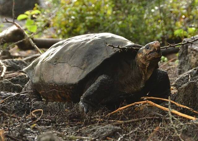 Giant tortoise evolution: a miracle of natural selection and survival strategy