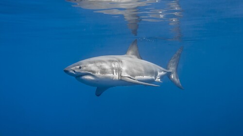 What category of animals do sharks belong to? A comprehensive analysis of the classification and cha