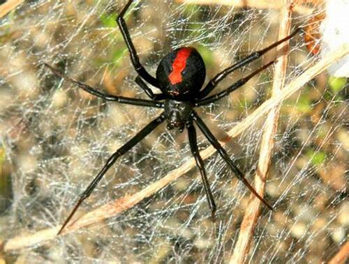 What animals eat spiders? - Learn about spiders' natural enemies and predators