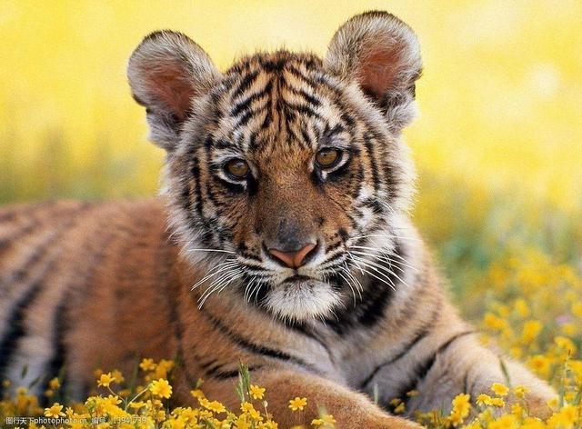 The 15 most endangered animals in the world