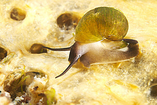 What are Molluscs?