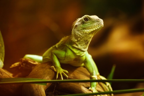 Lizards: A unique role in wildlife