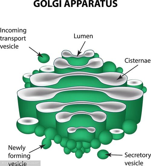 Golgi bodies are found in plant or animal cells?