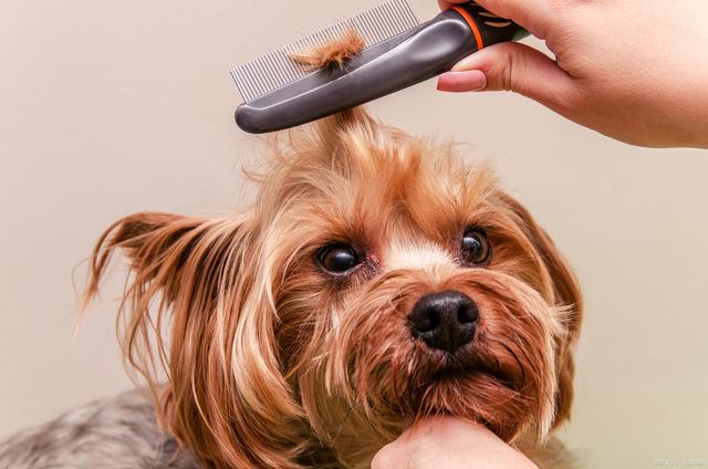 The Effect of Grooming in Animal Care: The Key to Keeping Your Pet Healthy