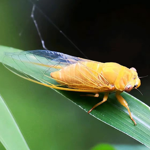 The evolution of cicada life: the transformation from ancient times to modern times