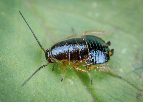 What Animals Eat Cockroaches? Nature's Cockroach Predators