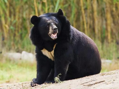 What animals do black bears eat? Uncovering the carnivorous behavior of black bears