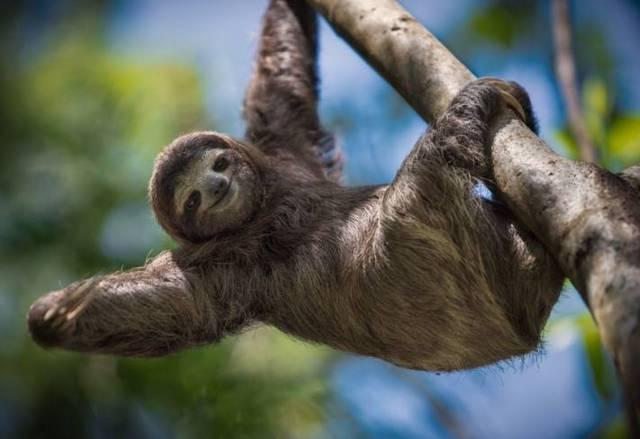 Which animals Sleep the most? Revealing the world's most sleep-loving animals