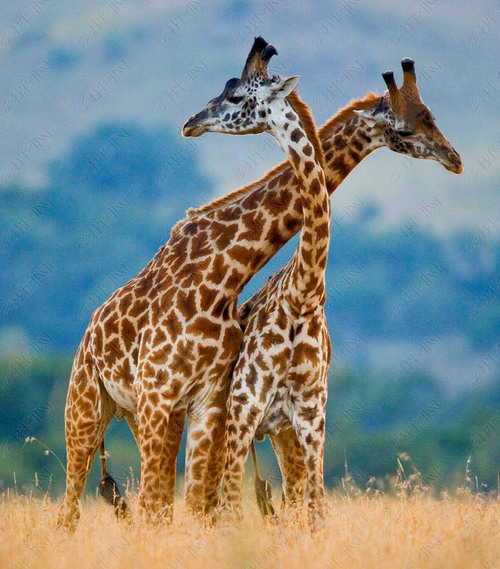 The tallest animals ranked: From the tallest to the shortest megafauna