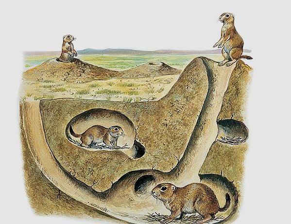 Animals in the world that can dig holes: How to adapt to the environment?