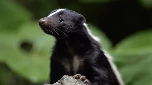 Skunk Animals - Amazing Creatures