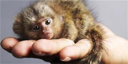 The world's ten smallest animals