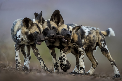 Wild Dogs