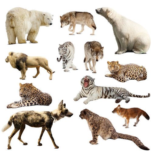 Types and proportions of wild animals: Decoding the diversity of life on Earth