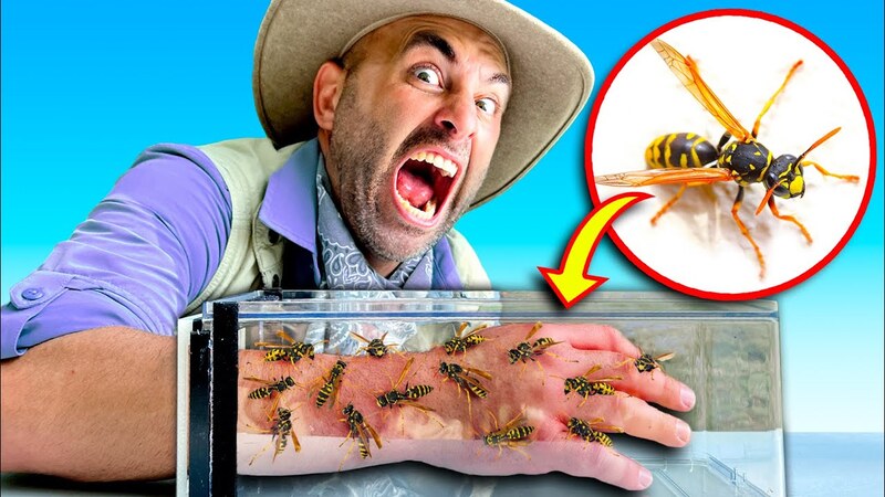 Top 10 most painful insect bites in the world