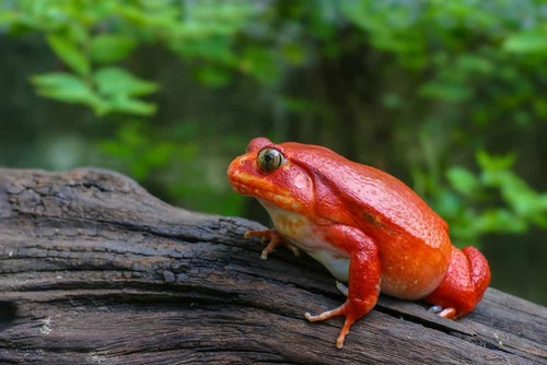 TOP 10 animals with the shortest noses in the world: The counterattack of the short-nosed elite