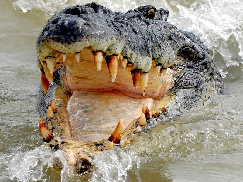 Top 10 most aggressive crocodiles