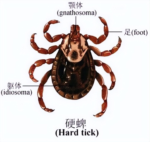 Natural enemies of ticks: Which animals eat ticks?