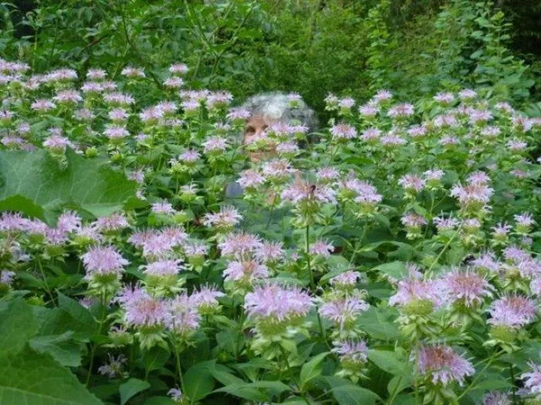 Monarda-spp.jpg