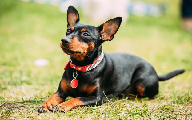 Miniature Pinscher: The Lively Little Dynamo