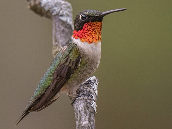 Hummingbirds In North Carolina: 4 Types and the Plants to Attract Them