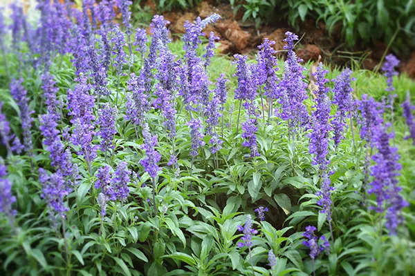 Salvia-spp.jpg