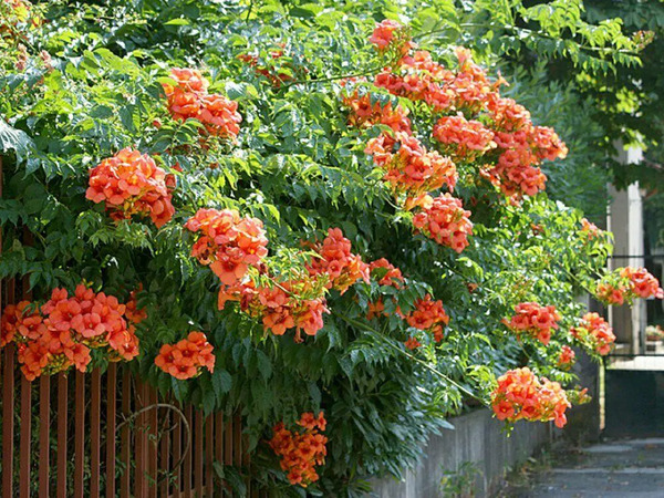 Campsis-radicans.jpg