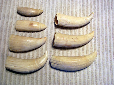 Sperm-whale-teeth.jpg