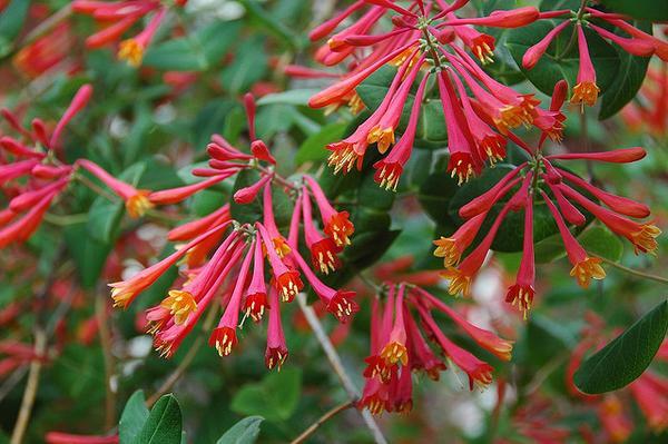 Lonicera-sempervirens.jpg