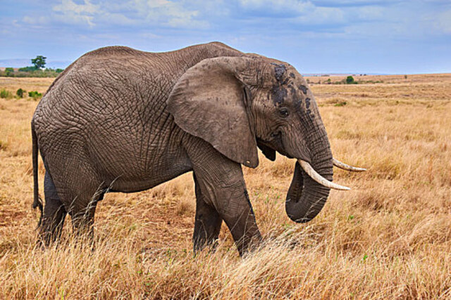 The Largest Animal Teeth in the World: A Detailed Guide