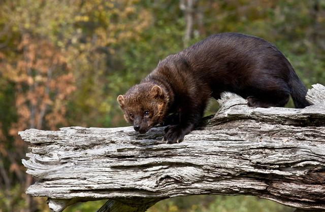 What Is a Fisher Animal? A Detailed Guide to This Elusive Forest Predator