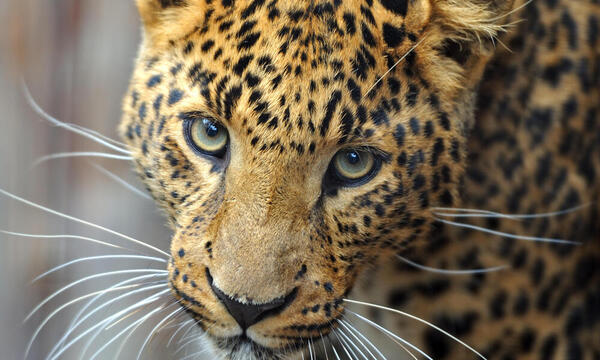 What Animals Are Going Extinct? Understanding the Crisis of Endangered Species