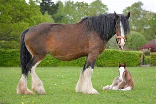 From Giants to Minis: Exploring the World of Horses from Shire to Shetland