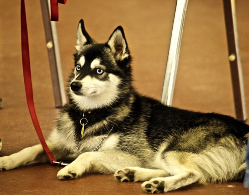 Alaskan Klee Kai vs Siberian Husky  Difference?