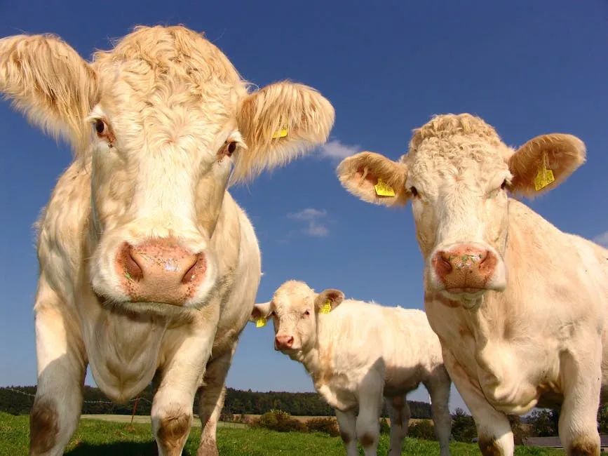 Mini Cows: Everything You Need to Know About These Adorable, Compact Cattle