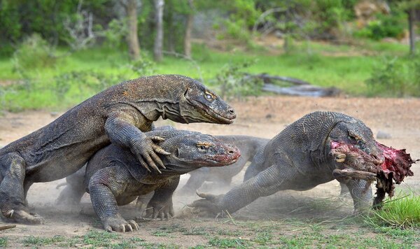 Terrifying Facts About the Komodo Dragon That Will Leave You Stunned