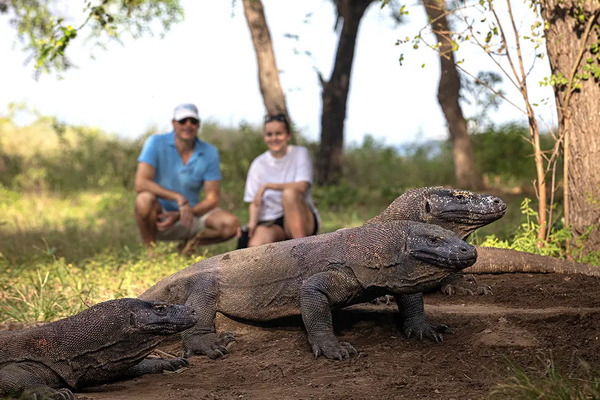 Discover the King of Lizards: The Majestic and Fearsome Komodo Dragon